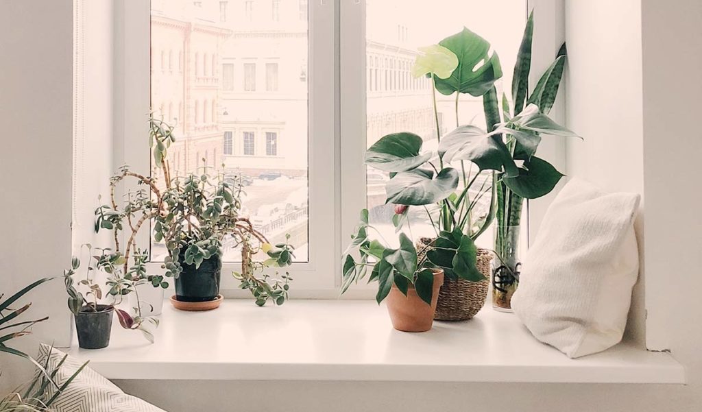 Apartment Plants