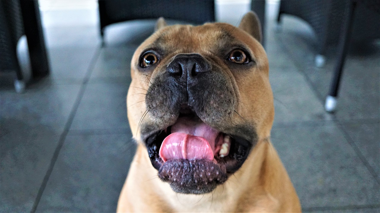 7 Best Pet Friendly Restaurants on Chicago's Northside