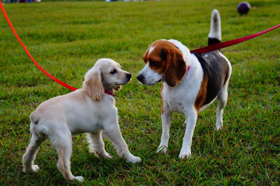 8 Best Dog Parks and Area's on Chicago's North Side Becovic Chicago North Side Apartments